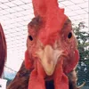 givethedogabone_gen_x