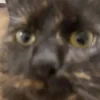 pepperthekit