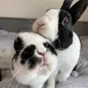 thebiscuitbuns