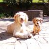 bentley_and_peanut