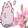 _cat.an