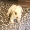 nickibunnyadams