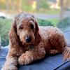 cappycappy11