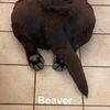 seaverbeaver.rr