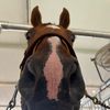 horse_family2021