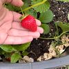 strawberryjaime