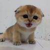 cheesyygirll