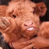 cowpintz
