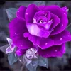 huynhduong56