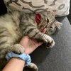 febyfebypastihappy