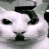 user8dmai9mzhi