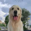 argo_thegoldnretriever