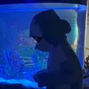 angel.feesh