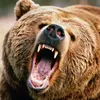 bear_gang4