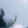 dwisafira19