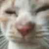 manha_seigiu