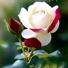 muhammadhayat379
