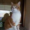 gingerina1907