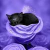 faeriekitteh