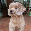 cauanh36