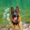 chaosgsd