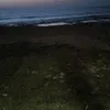 the_bird00