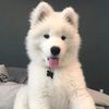 innocentdoggo