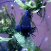 Fish Happens