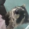 squishytheracoon