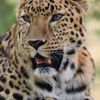 lepard786