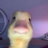 duckybros1112