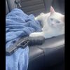 addi9615