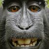 yo_monkey111