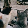 fitriaanandafa_