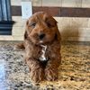 milothegoldendoodler