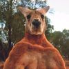 john_aussie