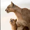 ﮼علاوي