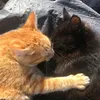 bambolini_hearts