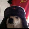 dvdtavi