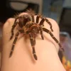 pete_the_tarantula