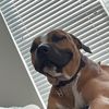 rescueboihal