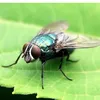 fly_fly001