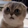 bro_67383