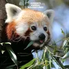 amberjennifer3