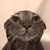 miai_calul