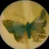 butterflyonskin