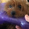 meekatheyorkie