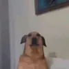 m_n_lik