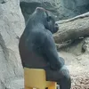 monkeyoffcial