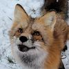 petalfox_